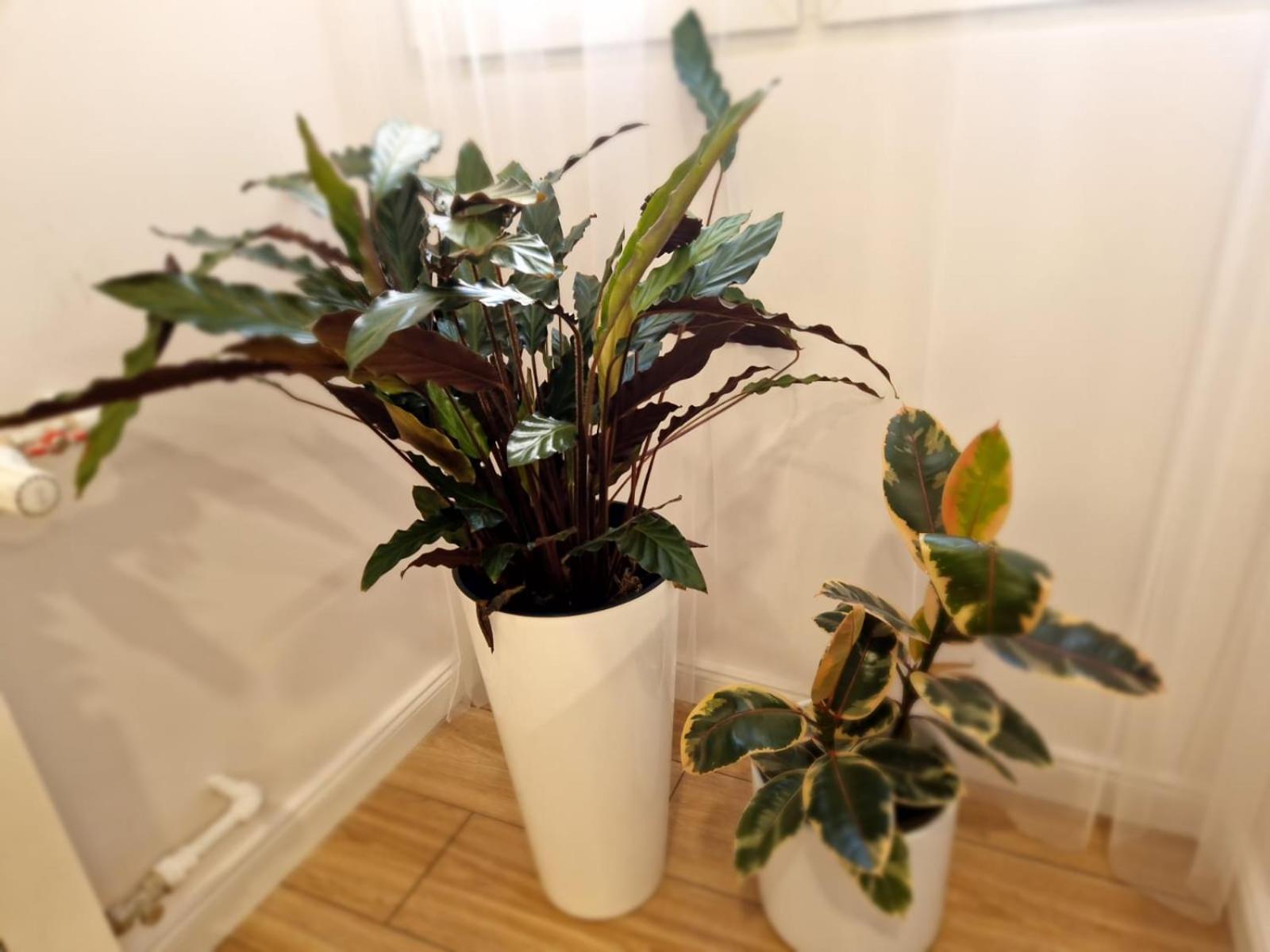 Apartament Kr Ogrodowa Studio